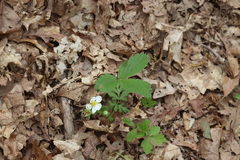 Fragaria virginiana glauca
