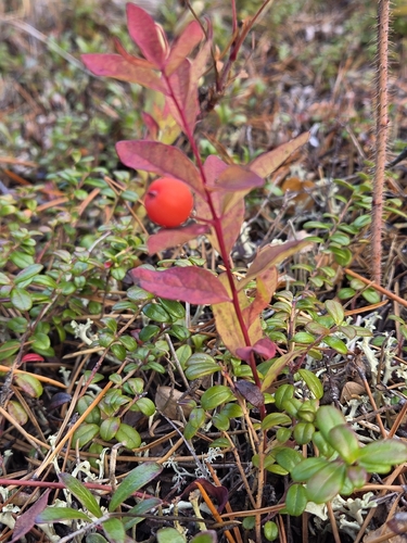 Geocaulon lividum, photograph 2