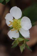 Fragaria virginiana glauca