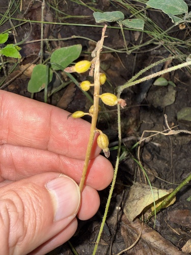 autumn coralroot