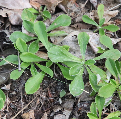Antennaria howellii observed 2026-09-21