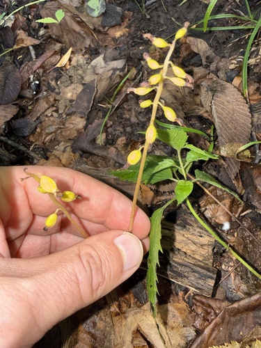 autumn coralroot