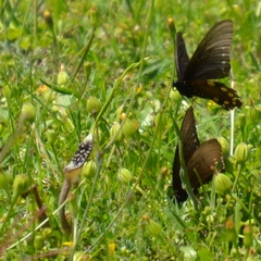 Aristolochia erecta
