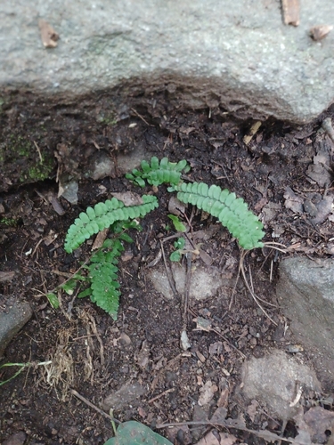 ebony spleenwort