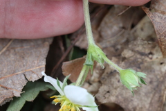 Fragaria virginiana glauca