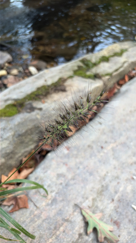 Chinese pennisetum