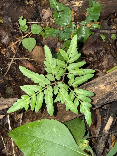 Cutleaf Grapefern