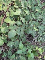 Rubus armeniacus