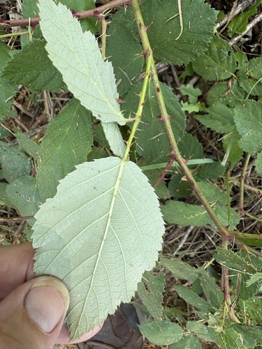 Rubus armeniacus, photograph 2