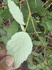Rubus armeniacus, photograph author not stated, no rights reserved