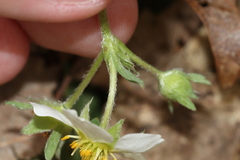 Fragaria virginiana glauca