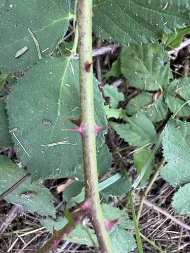 Rubus armeniacus, photograph 3