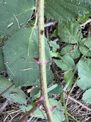 Rubus armeniacus, photograph author not stated, no rights reserved
