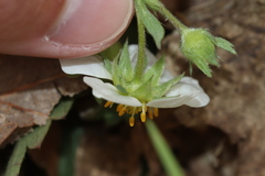Fragaria virginiana glauca
