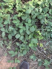 Rubus armeniacus, photograph author not stated, no rights reserved