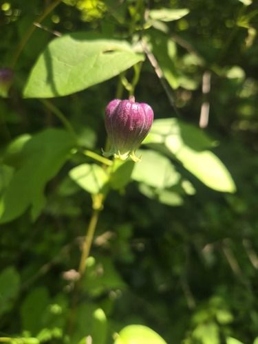 Clematis pitcheri