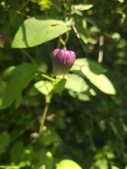 Clematis pitcheri