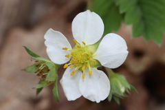 Fragaria virginiana glauca