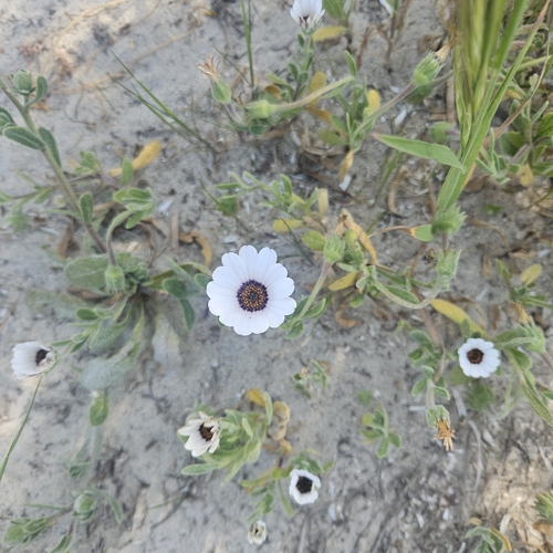 Dimorphotheca pluvialis observed 2026-09-22