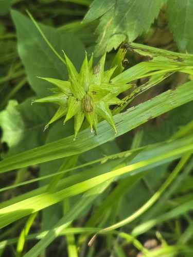 Carex grayi, photograph 2