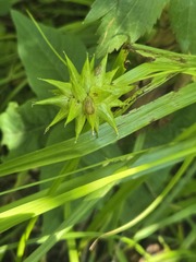 Carex grayi, photograph (c) Lexi Destria, some rights reserved (CC BY)