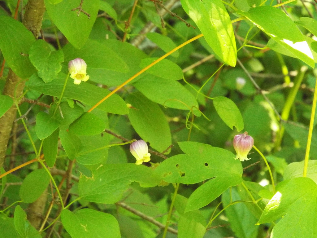 Clematis pitcheri; photograph (c) Lexi Destria, some rights reserved (CC BY)
