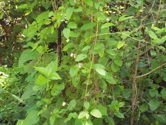 (c) Lexi Destria, some rights reserved (CC BY) Clematis pitcheri, photograph (c) Lexi Destria, some rights reserved (CC BY)