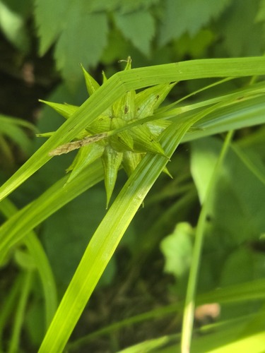 Carex grayi, photograph 3
