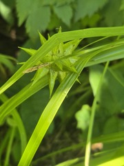 Carex grayi, photograph (c) Lexi Destria, some rights reserved (CC BY)