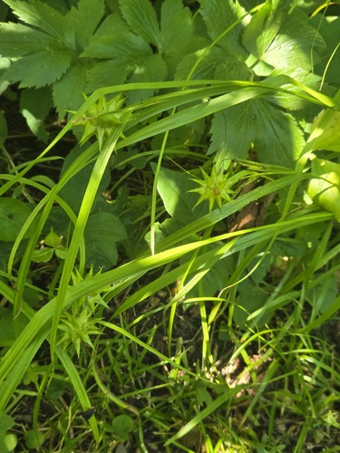 Carex grayi, photograph 4
