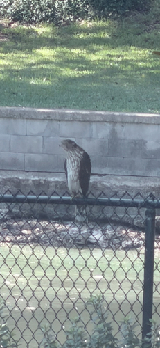 Cooper's Hawk
