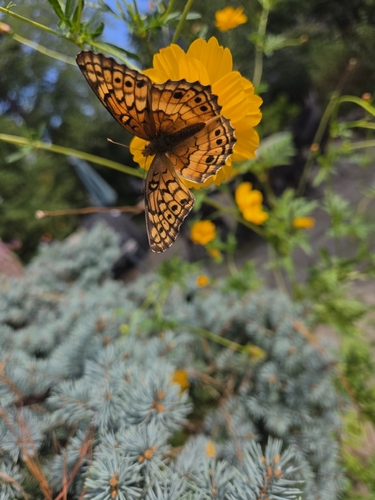 Variegated Fritillary