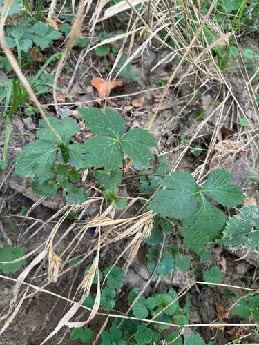 Cryptotaenia canadensis