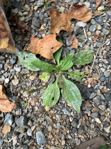 Plantago rugelii, photograph 1