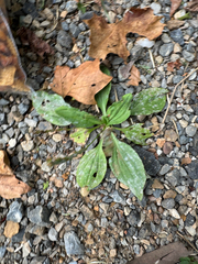 Plantago rugelii, photograph (c) Jeff Clark, some rights reserved (CC BY)