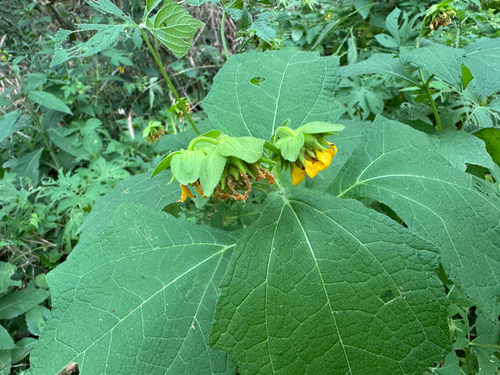 Smallanthus uvedalia, photograph 6