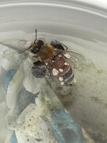 Western Honey Bee