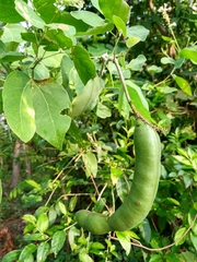 Pithecellobium lanceolatum