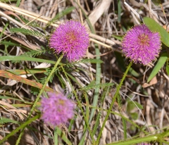 Mimosa nuttallii