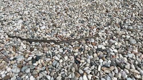 Wandering Garter Snake