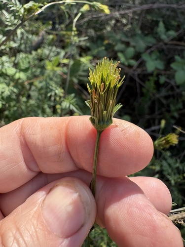 Bidens bipinnata, photograph 3
