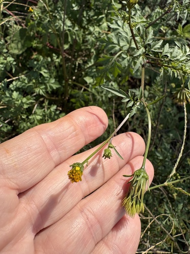 Bidens bipinnata, photograph 4