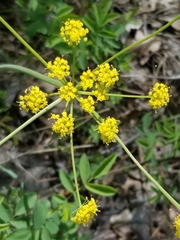 Lomatium nudicaule