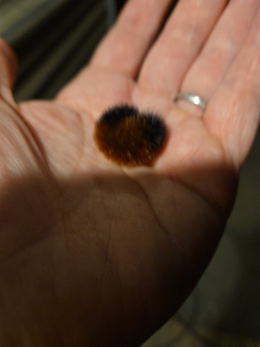 Isabella Tiger Moth
