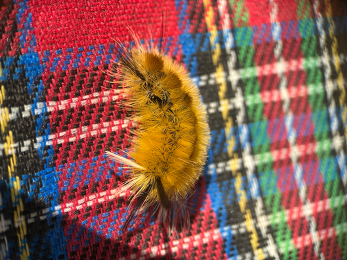 Banded Tussock Moth