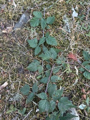 Rubus ursinus, photograph author not stated, no rights reserved
