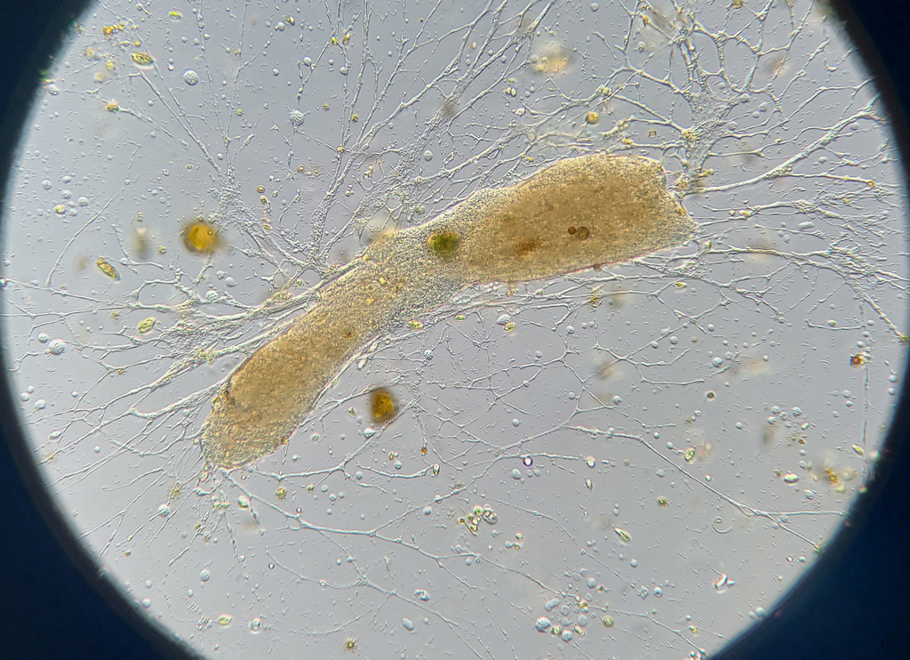 Reticulomyxidae