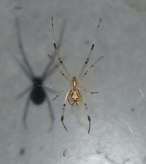 Latrodectus geometricus