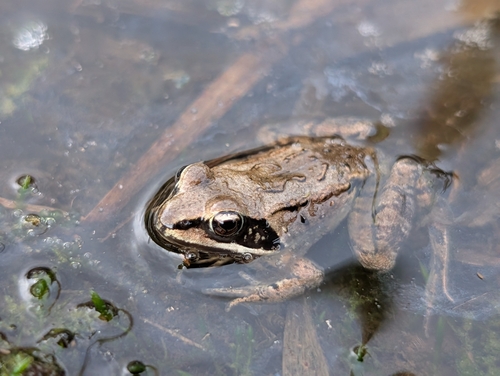 Wood Frog