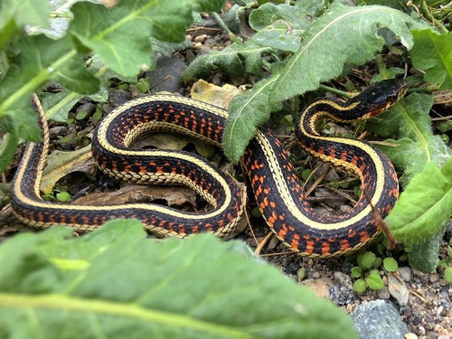 Valley Garter Snake